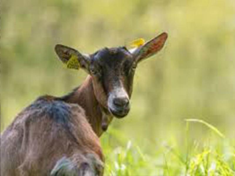 Goat farm of Les Combettes